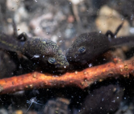 Affection Macro photograph of two tadpoles playing near a stick at the edge of a pond