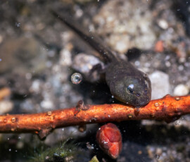 Fetch! Macro photograph of a tadpole resting on a stick at the edge of a pond