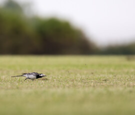 Telephoto capture of a Pied Wagtail chasing a couple of flies along a freshly cut grass field.