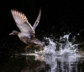 A female Mallard captured with a fast shutter speed running across the water as she lands on the dark water of a pond.