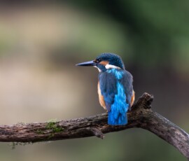 A Common Kingfisher perched on a branch over a pond during an early morning of Kingfisher photography