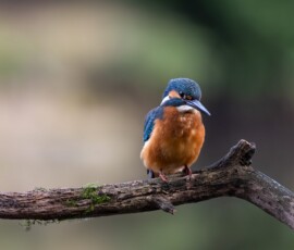 A Common Kingfisher perched on a branch over a pond during an early morning of Kingfisher photography
