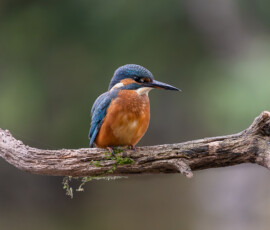 How to photograph Kingfishers. A beautiful female Kingfisher perched on a branch overlooking a pond.