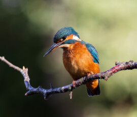 How to photograph Kingfishers. A beautiful female Kingfisher on a silver birch perch, looking down at the lake