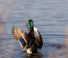 Wildlife photograph of a male mallard shaking the water from its feathers after cleaning.