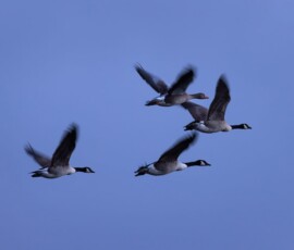 A small group of geese, 3 Canadian and 1 Graylag, flying across a blue sky during the blue hour.