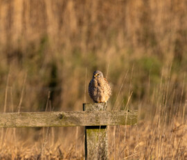 Wildlife photography at Lunt Meadows featuring a male kestrel perched on a wooden fence post during golden hour.
