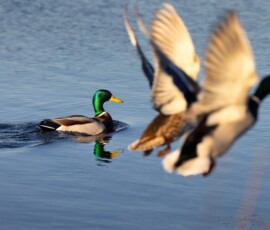 A male mallard paddling across water with two mallards flying across the foreground.
