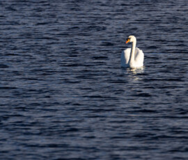 Minimalistic photograph of a mute swan in dark rippled water at Lunt Meadows.