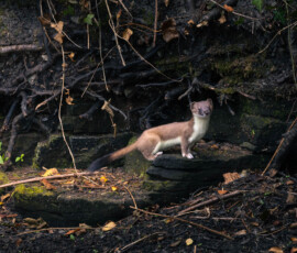 Elusive Stoat A stoat standing on sandstone rocks surrounding a lake during summer.