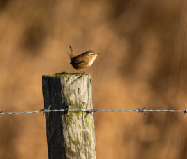 Portrait of a Wren perched on a fence post during golden hour at Lunt Meadows.
