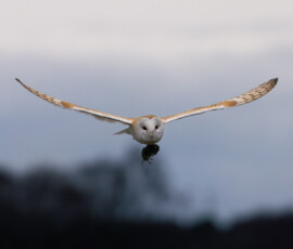 A barn owl carrying a field vole after a successful catch during late winter.
