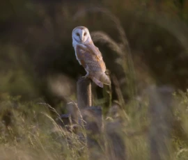 A male barn owl perched on a fence post surrounded by tall grass at the edge of a wild meadow in Merseyside.