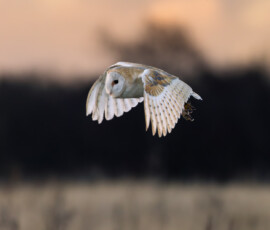 Close-up of a barn owl in flight as it quarters a meadow during a winter sunset in Rainford Village