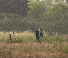 Barn owl perched on a wooden fence post in the middle of a wild meadow during a rain shower.