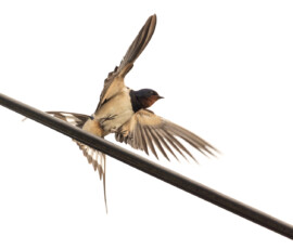 Close up of a barn swallow with its wings flared as it lands on an overhead telephone line.