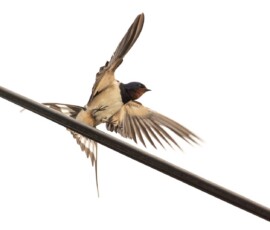 Close up of a barn swallow with its wings flared as it lands on an overhead telephone line.