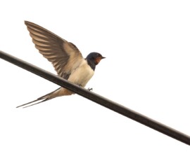 A barn swallow on a telephone cable with its wings extended.