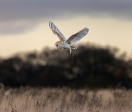A barn owl is hovering in a field against a backdrop of dormant trees in the middle of winter.