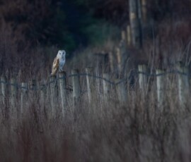 A barn owl perched on a wooden fence post lazy hunting along the edge of a meadow in Merseyside