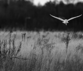 Monochrome edit of a barn owl quartering a field at dusk.