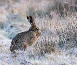 A close-up of a Brown Hare seemingly warming its paws whilst sat in a frozen wintry field before sunrise.