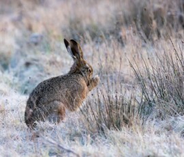 A close-up of a Brown Hare seemingly warming its paws whilst sat in a frozen wintry field before sunrise.