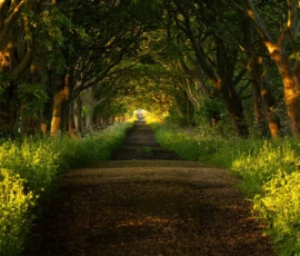 Sunrise under the tree tunnel along Coach Road in Rainford during springtime.