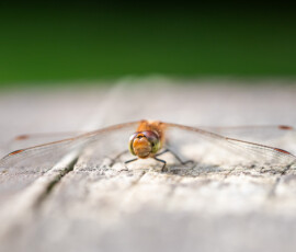 A close-up of a common darter dragonfly perched on a wooden bench, seemingly smiling for the camera during an early summer morning.