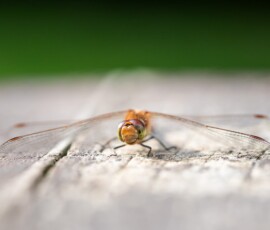 A close-up of a common darter dragonfly perched on a wooden bench, seemingly smiling for the camera during an early summer morning.