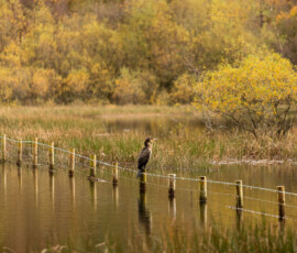 A cormorant perched on a fence post at Yew Tree Tarn during autumn in the Lake District.