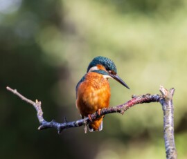 A common Kingfisher perched on a birch tree branch looking down towards the water waiting for the right moment to catch a fish.