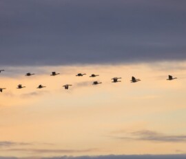A flock of geese flying in a V-shape across a golden sunset sky.