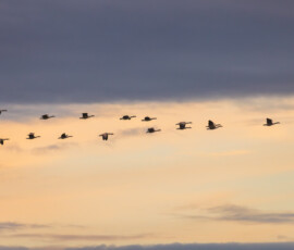 The flying V at sunset. An iconic capture of a flock of geese. A flock of geese flying in a V-shape across a golden sunset sky.