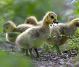 Goslings feeding after sunset Close-up wildlife photograph of a group of goslings eating grass along a countryside path near a pond.