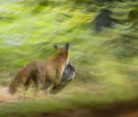 A Red Fox moving through a local woodland carrying a pigeon, captured using intentional camera movement during summer in Rainford Village.