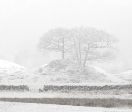 A cluster of oak trees on a rocky hill with an iconic Lake District dry stone wall during a snowstorm in December.