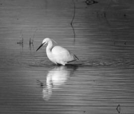 A monochrome image of a Little Egret searching shallow water for food at Lunt Meadows Nature Reserve.