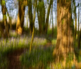 Intentional Camera Movement capturing native bluebells in an ancient woodland at sunset.