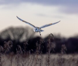 A low-flying barn owl quartering a field at sunset against a backdrop of trees.