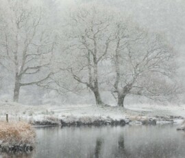 A view of the River Brathay ancient oak trees during the Lake District snowstorm of December 2023.