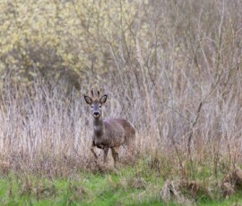 Buck Roe Deer standing in a meadow on the edge of a woodland.