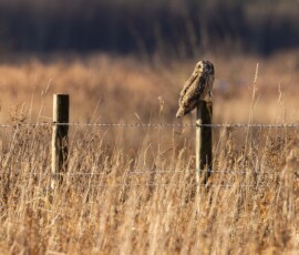 A short-eared owl perched on a fence post during a winter sunrise at Lunt Meadows.