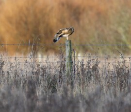 A short-eared owl stretching its leg whilst perched on a fence post at Lunt Meadows Nature Reserve.