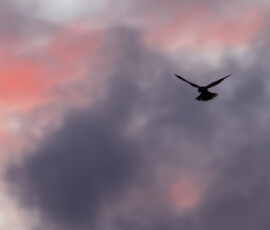 Silhouette of a hovering kestrel against a vibrant sunrise sky at Lunt Meadows Nature Reserve.