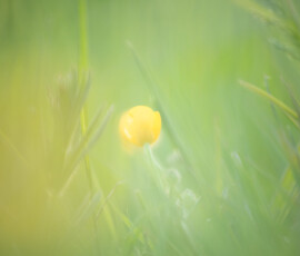 A delicate macro photograph of an early buttercup beginning to flower. An early buttercup beginning to flower amongst a patch of long grass.