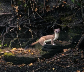 A stoat standing on sandstone rocks at the edge of a lake during summer in Merseyside.