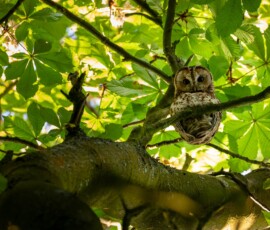 A female tawny owl looking down from her perch in a conker tree during a late spring afternoon in North West England.