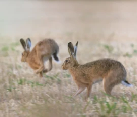 Summer Hares A close up view of two hares running across a cut wheat field in Rainford Village on a summer evening, photographed with a slow shutter speed.