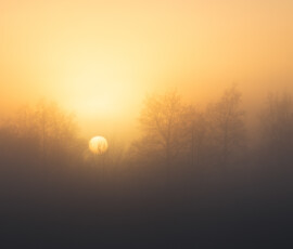 A gorgeous golden sunset behind a cluster of wintry trees silhouetted in mist.